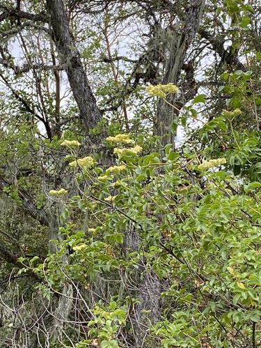 iNaturalist observation photo of blue elder