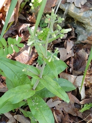 Penstemon pallidus