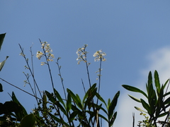 Epidendrum blepharistes