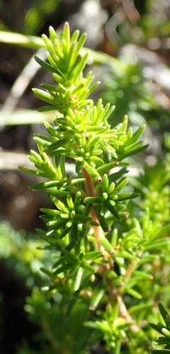 Image of Erica glumiflora by (c) Nicola van Berkel, some rights reserved (CC BY-SA)