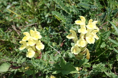 Scutellaria orientalis