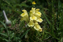 Scutellaria orientalis