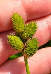 Carex vexans