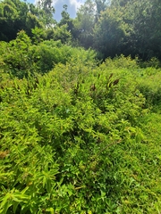 Carex vexans