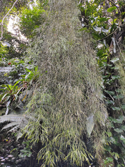 Rhipsalis teres