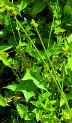 Carex vexans