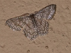 Chloropteryx opalaria