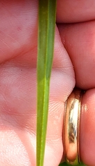Carex vexans