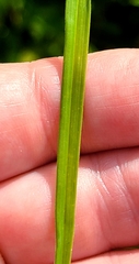 Carex vexans
