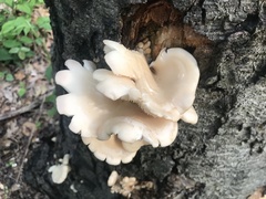 Pleurotus