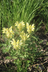 Scutellaria orientalis