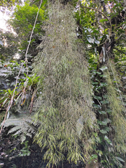 Rhipsalis teres