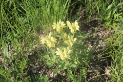 Scutellaria orientalis