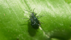 Lema concinnipennis