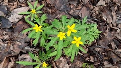 Anemonoides ranunculoides