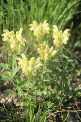 Scutellaria orientalis