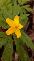 Anemonoides ranunculoides