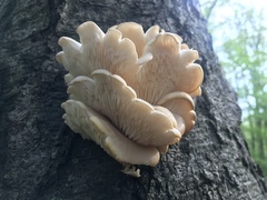Pleurotus