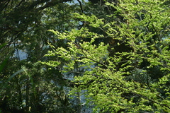 Ulmus uyematsui