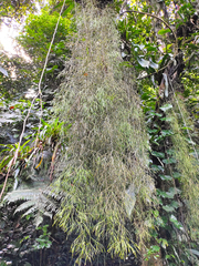 Rhipsalis teres