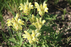 Scutellaria orientalis