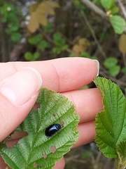 Agelastica alni