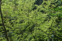 Ulmus uyematsui