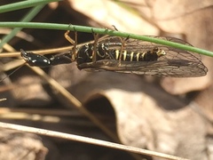 Phaeostigma
