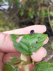 Agelastica alni