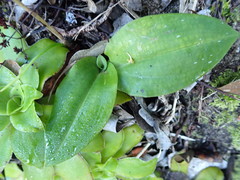 Habenaria arenaria
