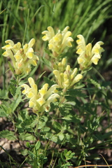 Scutellaria orientalis