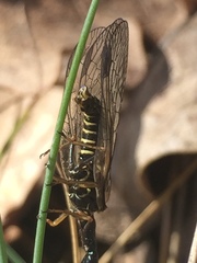 Phaeostigma