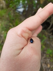 Agelastica alni