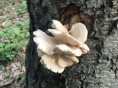 Pleurotus