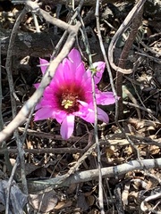Echinocereus berlandieri
