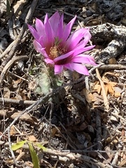 Echinocereus berlandieri