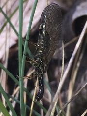 Phaeostigma