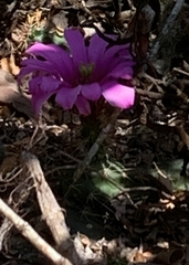 Echinocereus berlandieri
