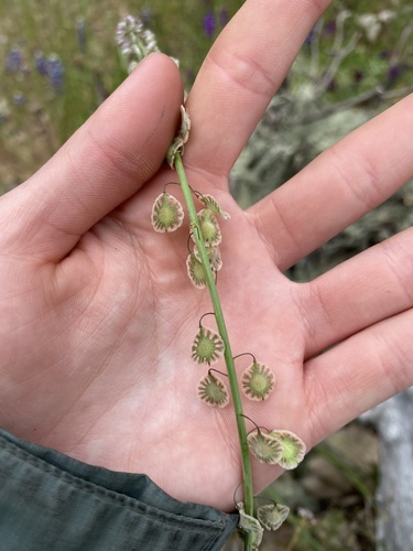 iNaturalist observation photo of sand fringepod