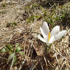 Crocus heuffelianus scepusiensis