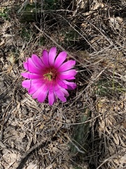Echinocereus berlandieri
