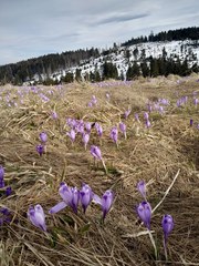 Crocus heuffelianus scepusiensis