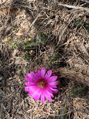 Echinocereus berlandieri
