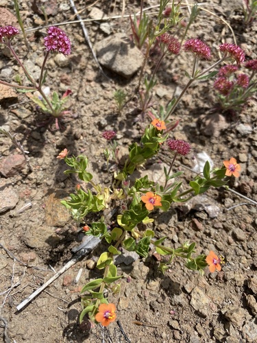 iNaturalist observation photo of scarlet pimpernel