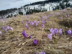 Crocus heuffelianus scepusiensis