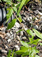 Thyrsanthella difformis
