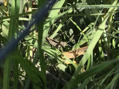 Schistocerca cancellata