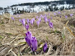 Crocus heuffelianus scepusiensis