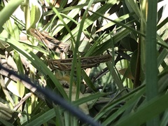 Schistocerca cancellata