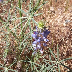 Lupinus benthamii